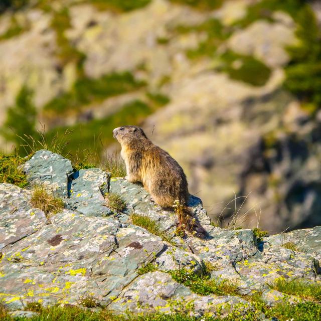 Marmotte Biodiversite Mercantour