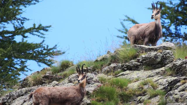 Chamois Tende Nature