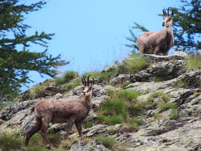 Chamois Tende Nature