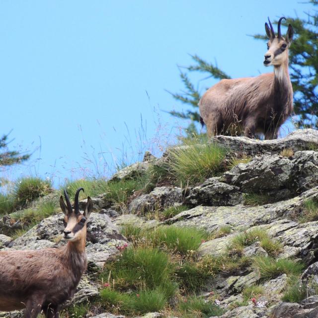 Chamois Tende Nature