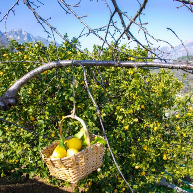 Citron De Menton Panier