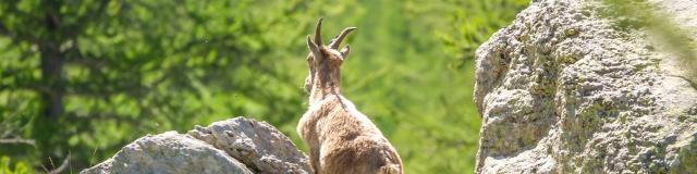 Chamois Nature Biodiversite Parc National Du Mercantour