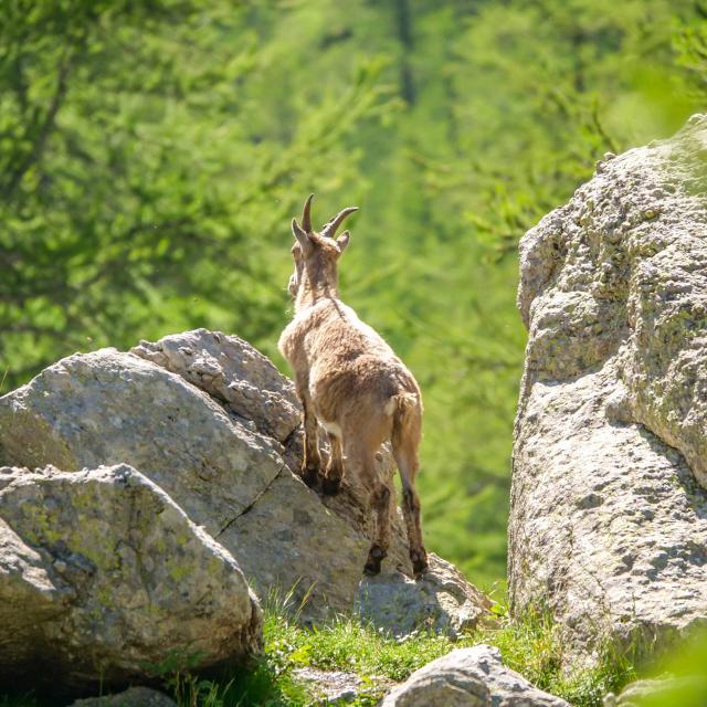 Chamois Nature Biodiversite Parc National Du Mercantour