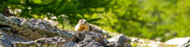 Marmotte Nature Biodiversite Parc National Mercantour