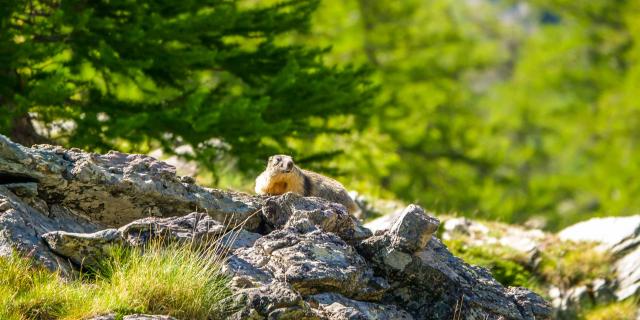 Marmotte Nature Biodiversite Parc National Mercantour