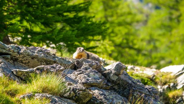 Marmotte Nature Biodiversite Parc National Mercantour