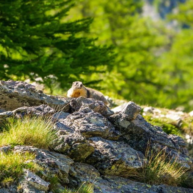 Marmotte Nature Biodiversite Parc National Mercantour