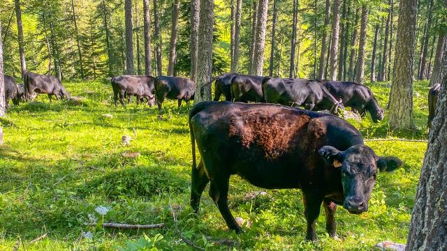 Vaches Parc National Du Mercantour