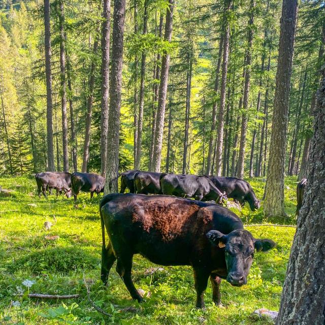 Vaches Parc National Du Mercantour