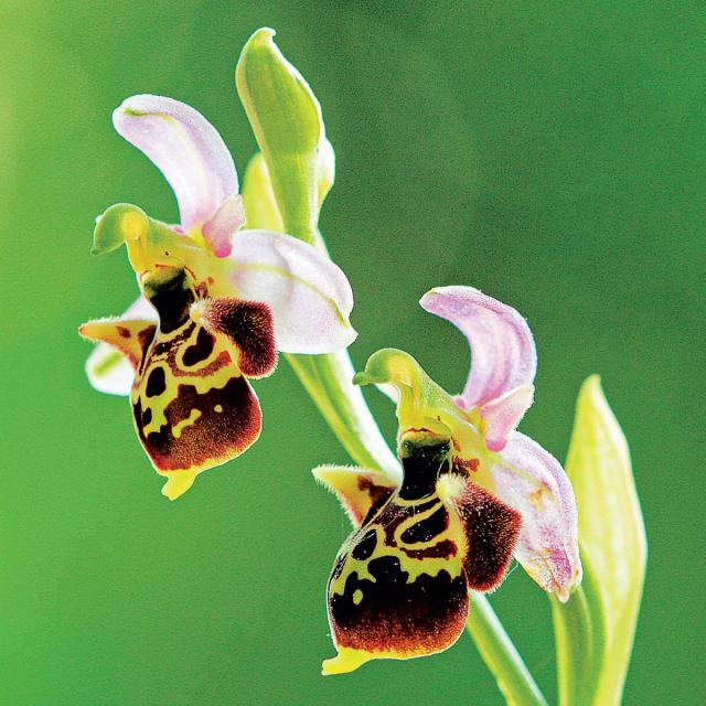 Orchidee Natura 2000