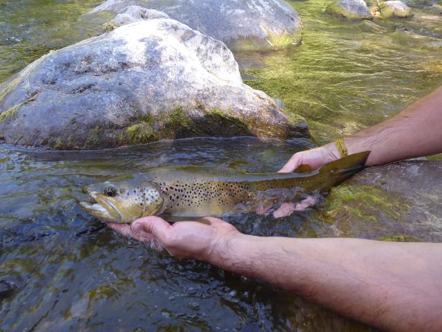 Peche Poisson