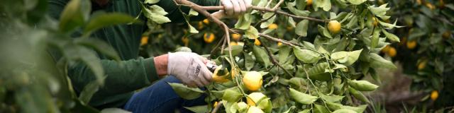 Laurent Gannac, agrumiculteur travaillant sur un citronnier