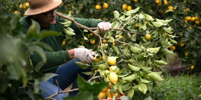 Laurent Gannac, agrumiculteur travaillant sur un citronnier