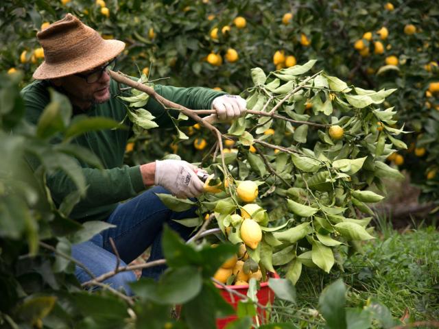 Laurent Gannac, agrumiculteur travaillant sur un citronnier