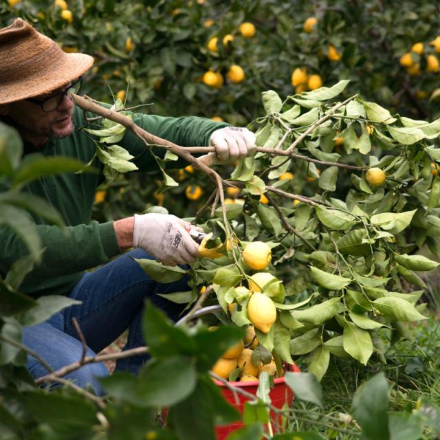 Laurent Gannac, agrumiculteur travaillant sur un citronnier