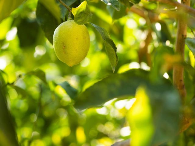 Citronniers de La Ferme Des Citrons, Menton