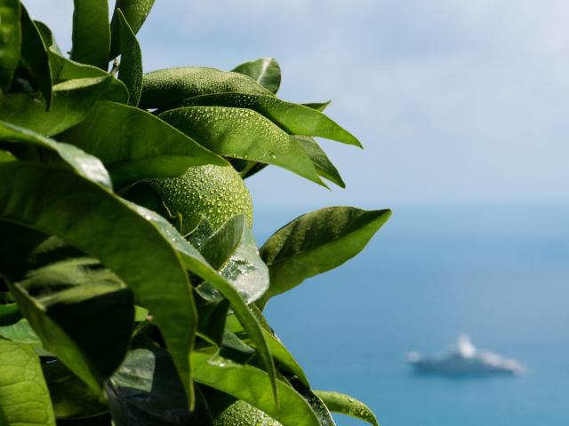 Vue mer depuis le Domaine Gannac