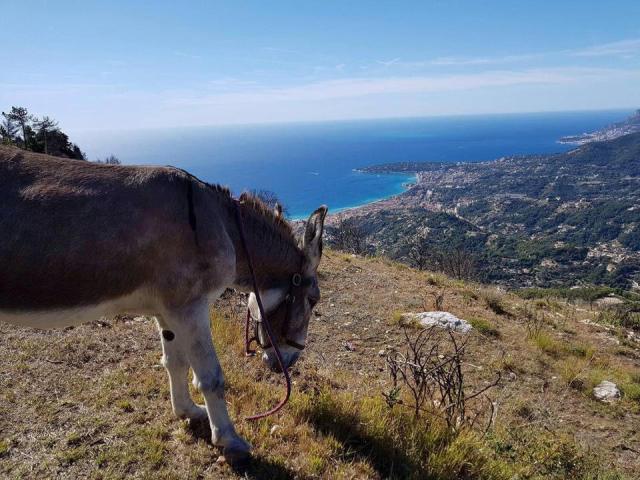 Panorama Avec Un Ane Les Anes Maritimes