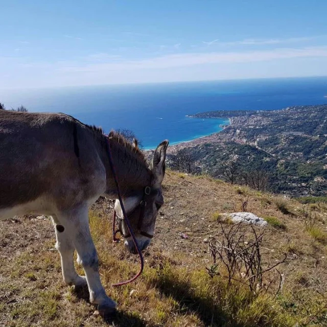 Panorama Avec Un Ane Les Anes Maritimes