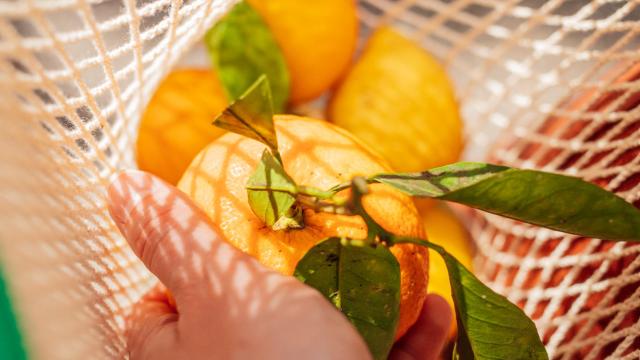 Citrons de Menton dans un filet