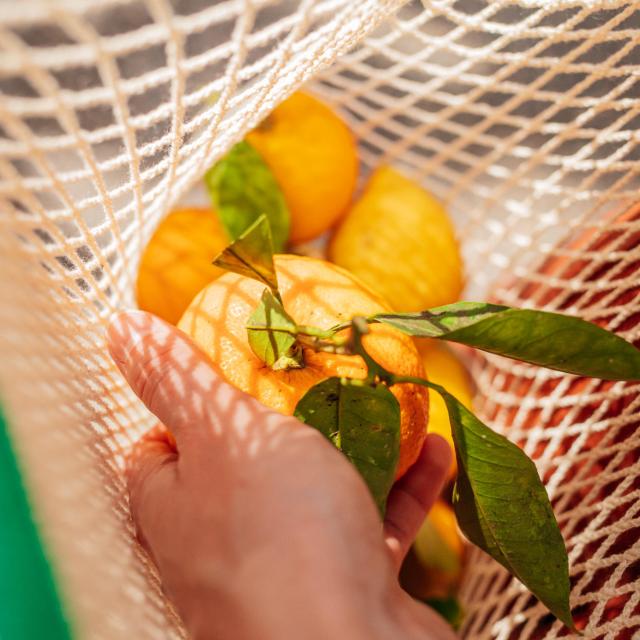 Citrons de Menton dans un filet