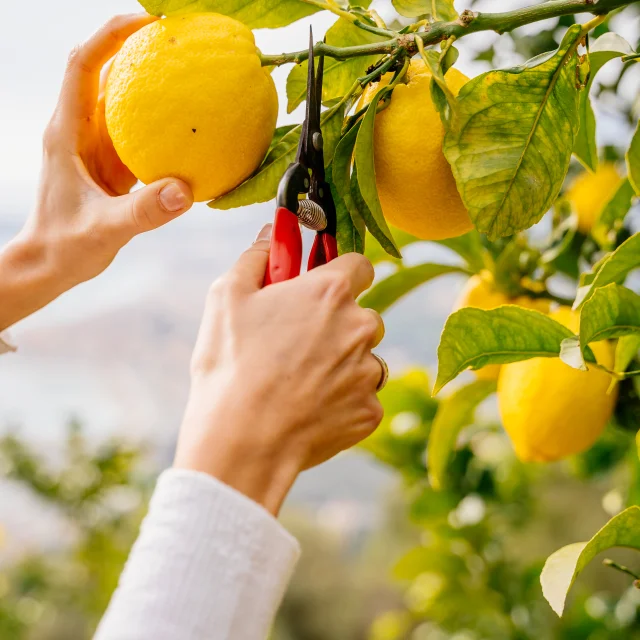 Domaine De La Maison Gannac Menton Recolter Citron Lesconteurs