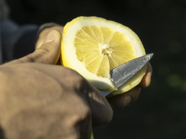 Citron De Menton Maison Gannac Julien Perrin