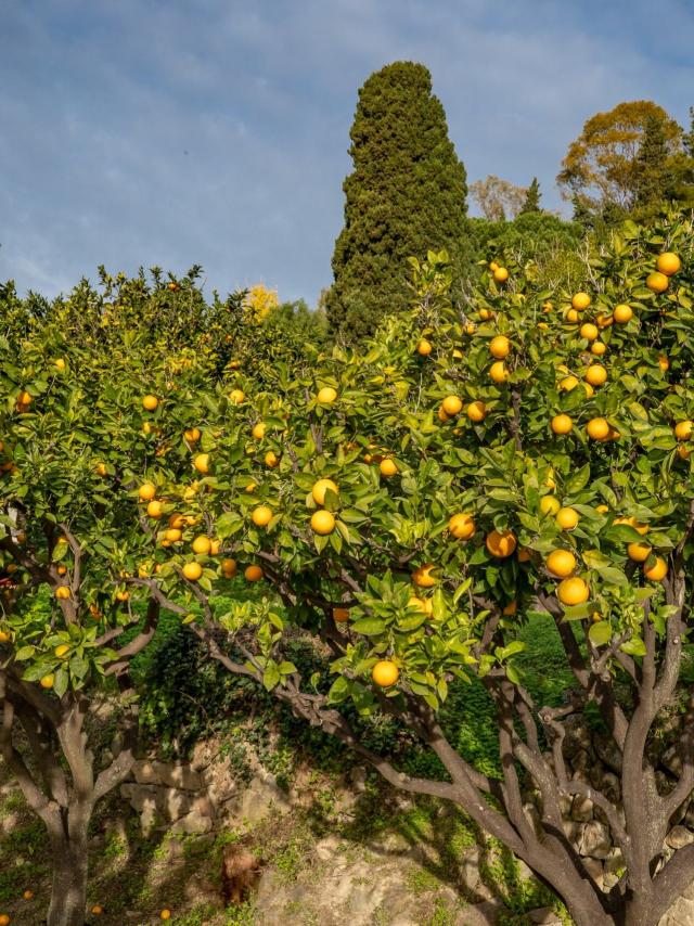 Citron De Menton Credit Ville De Menton 