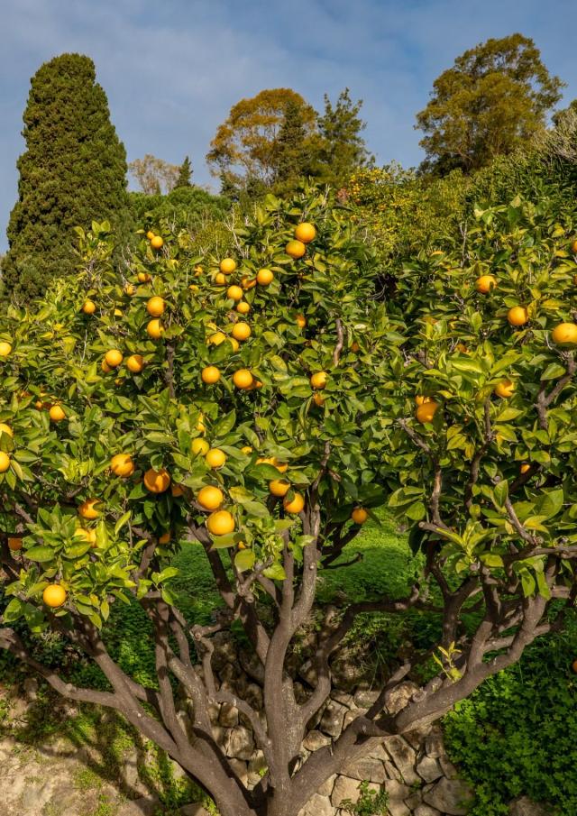 Citron De Menton Credit Ville De Menton 