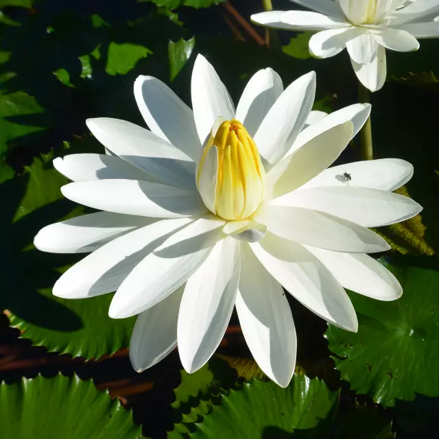 Nymphaea Missouri Jardin Botanique Val Rahmeh Menton Mnhn C. Joulin