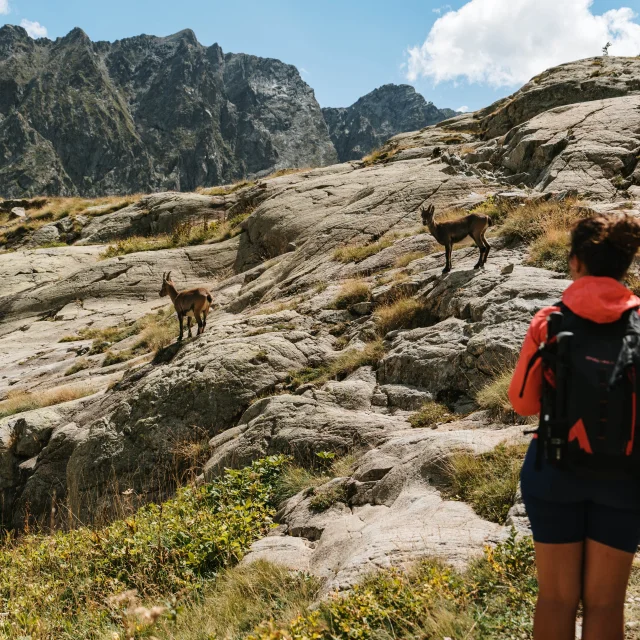 Vallee De La Valmasque Parc National Du Mercantour Avec Animaux Pango Visual