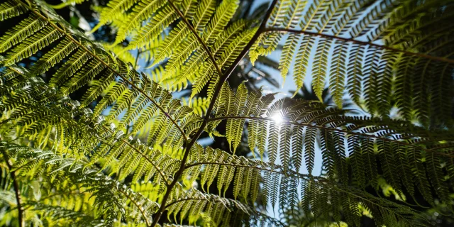 Jardin Val Rahmeh Vegetation @pango